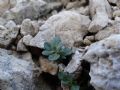 Alyssum wulfenianum subsp. ovirense